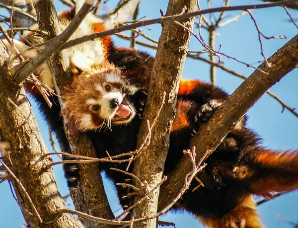 Retrato de Panda Rojo, también llamado Panda Menor — Foto de Stock