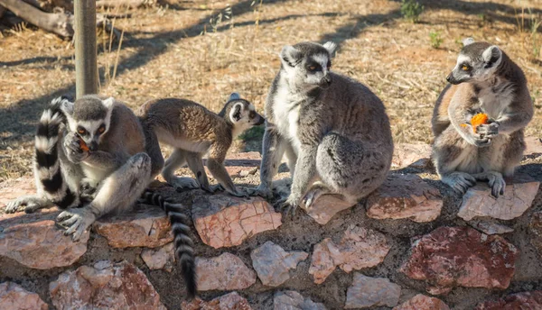 Lemurs comer cenoura em Atenas, na Grécia — Fotografia de Stock