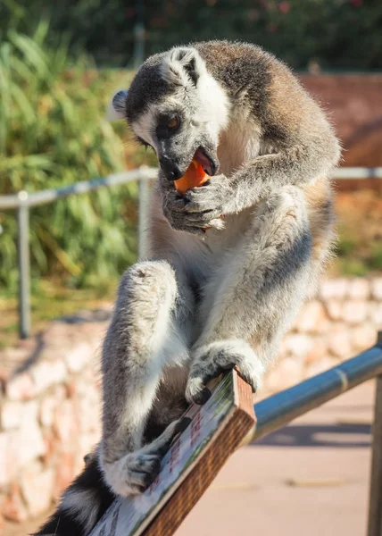 Lémures comiendo zanahoria en Atenas en Grecia — Foto de Stock