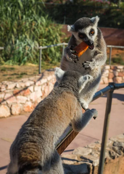 Atina Yunanistan havuç yeme Lemurlar — Stok fotoğraf