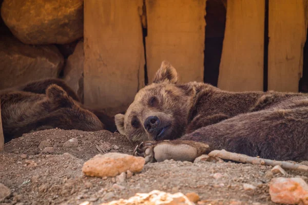 Grande urso marrom dormindo na sombra — Fotografia de Stock