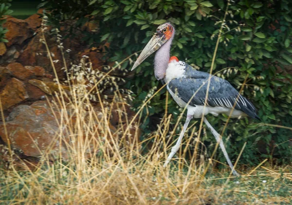 Vogel marabou spazieren im park, griechenland — Stockfoto