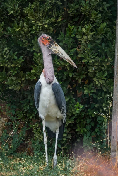 Vogel marabou spazieren im park, griechenland — Stockfoto