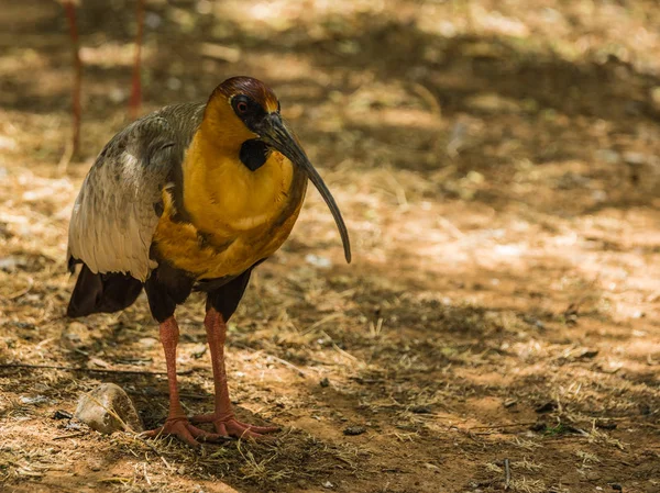 Ibis und andere Vögel spazieren im Park — Stockfoto