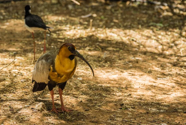 Ibis a jiných ptáků, procházky v parku — Stock fotografie