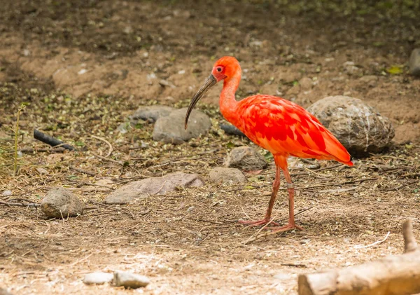 Helle scharlachrote Ibis und andere Vögel, die im Park spazieren gehen — Stockfoto