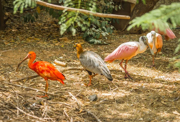 Brilhante escarlate ibis e outros pássaros andando no parque — Fotografia de Stock