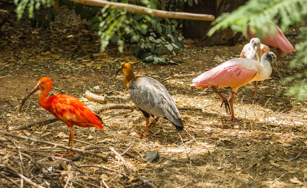 Ярко-алый ибис и другие птицы прогуливаются по парку — стоковое фото