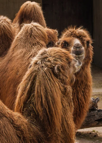 Ritratto di un grosso cammello rosso arruffato — Foto Stock