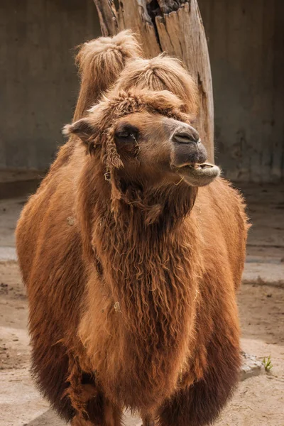 Retrato de un gran camello rojo peludo — Foto de Stock