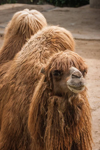 Ritratto di un grosso cammello rosso arruffato — Foto Stock