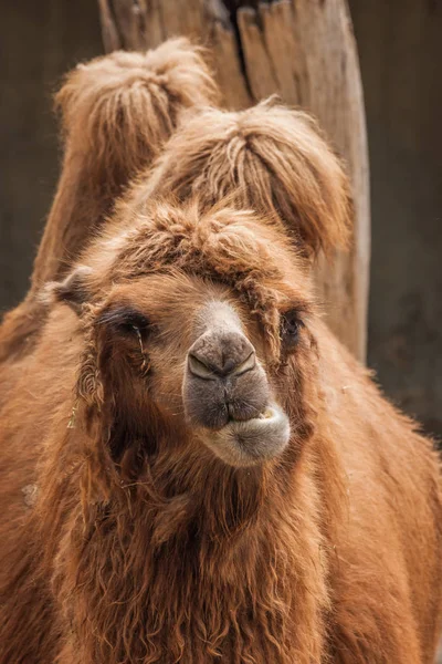 Retrato de un gran camello rojo peludo — Foto de Stock