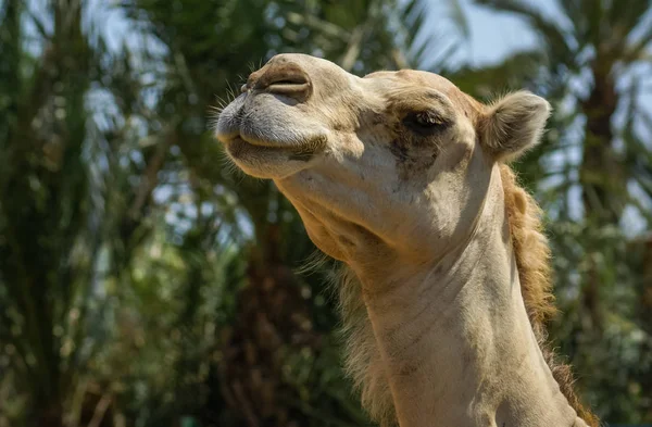 Retrato de un gran camello rojo peludo — Foto de Stock