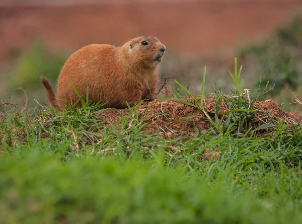 Petites marmottes dodues marchant sur la pelouse — Photo