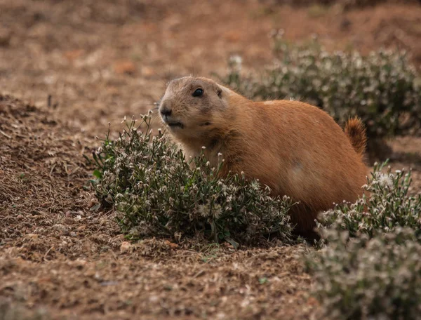 Little plump marmots walking on the lawn — Stock Photo, Image