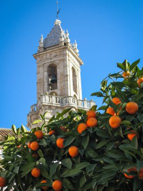 Katedral ve portakal Jerez de la Frontera
