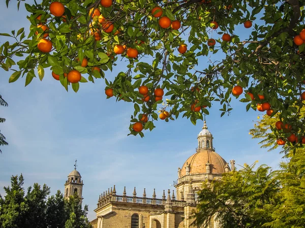 Cathédrale et oranges à Jerez de la Frontera — Photo