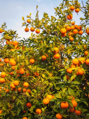 Jerez de la Frontera sokaklarda parlak olgun portakal 