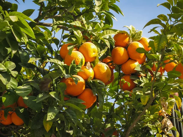 Ljusa mogna apelsiner på gatorna i Jerez de la Frontera — Stockfoto