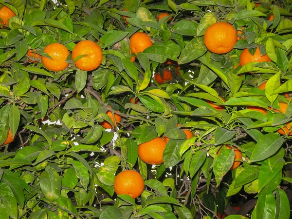 Bright ripe oranges on  streets of Jerez de la Frontera — Stock Photo, Image