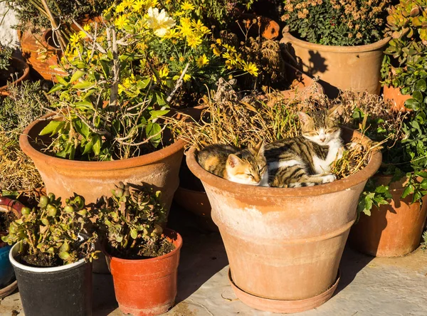 Dois gatos que colocam no vaso de flores — Fotografia de Stock