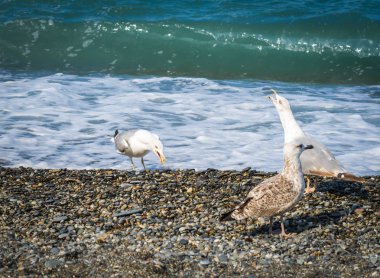 Üzerinde plaj, Karadeniz, Sochi, Rusya yürüme martılar