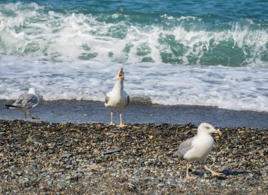 Üzerinde plaj, Karadeniz, Sochi, Rusya yürüme martılar