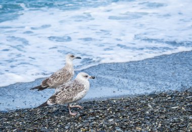 Üzerinde plaj, Karadeniz, Sochi, Rusya yürüme martılar