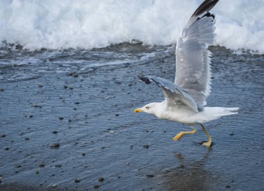 Soçi, Rusya'nın Karadeniz dalgaları üzerinde uçan martılar