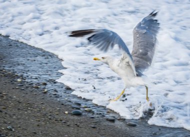 Soçi, Rusya'nın Karadeniz dalgaları üzerinde uçan martılar