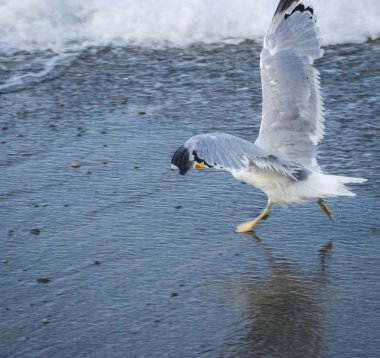 Soçi, Rusya'nın Karadeniz dalgaları üzerinde uçan martılar