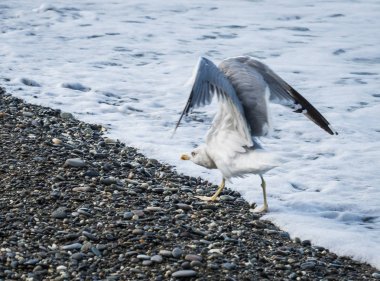 Soçi, Rusya'nın Karadeniz dalgaları üzerinde uçan martılar