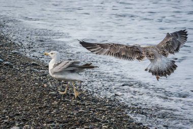 Soçi, Rusya'nın Karadeniz dalgaları üzerinde uçan martılar
