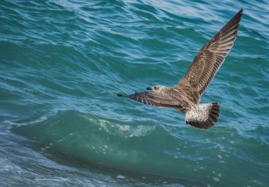 Soçi, Rusya'nın Karadeniz dalgaları üzerinde uçan martılar