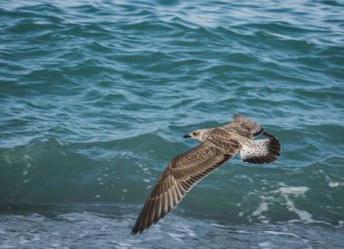 Soçi, Rusya'nın Karadeniz dalgaları üzerinde uçan martılar