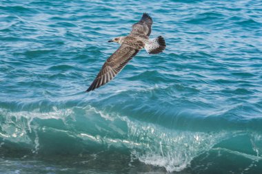 Soçi, Rusya'nın Karadeniz dalgaları üzerinde uçan martılar