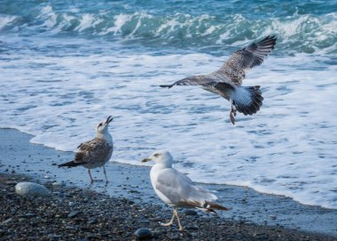 Soçi, Rusya'nın Karadeniz dalgaları üzerinde uçan martılar