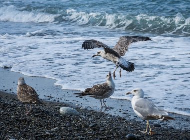 Soçi, Rusya'nın Karadeniz dalgaları üzerinde uçan martılar