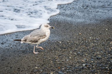 Üzerinde plaj, Karadeniz, Sochi, Rusya yürüme martılar