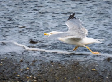 Soçi, Rusya'nın Karadeniz dalgaları üzerinde uçan martılar