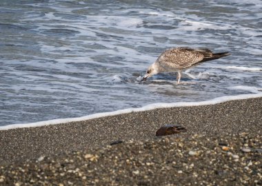 Üzerinde plaj, Karadeniz, Sochi, Rusya yürüme martılar