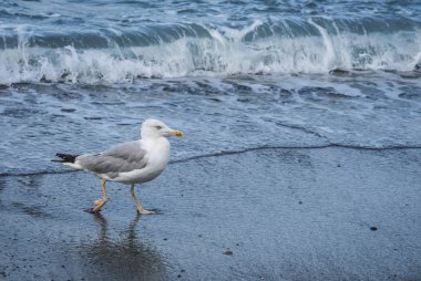 Üzerinde plaj, Karadeniz, Sochi, Rusya yürüme martılar