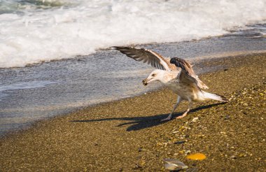 Martı kapma midyesi sahil Denizi Sochi üzerinde uçan