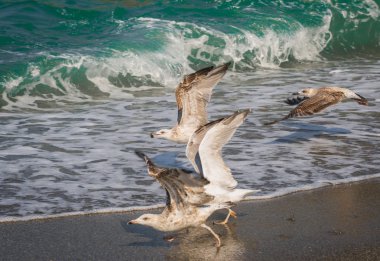 Soçi, Rusya'nın Karadeniz dalgaları üzerinde uçan martılar