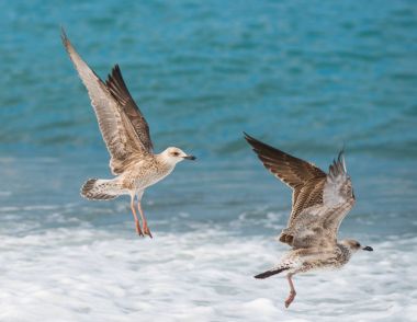 Soçi, Rusya'nın Karadeniz dalgaları üzerinde uçan martılar