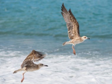 Soçi, Rusya'nın Karadeniz dalgaları üzerinde uçan martılar