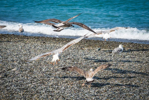 Soçi, Rusya'nın Karadeniz dalgaları üzerinde uçan martılar