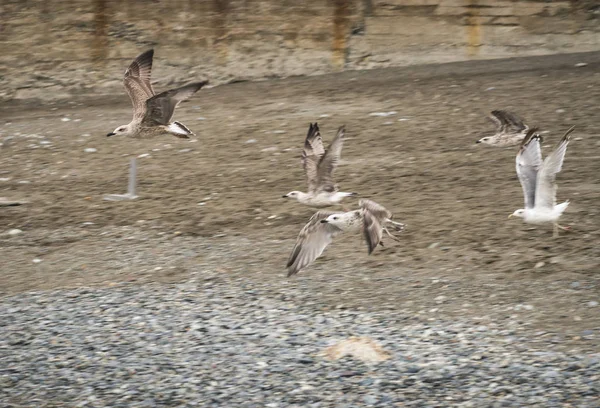 Летающая чайка на побережье Черного моря в Сочи, Россия — стоковое фото