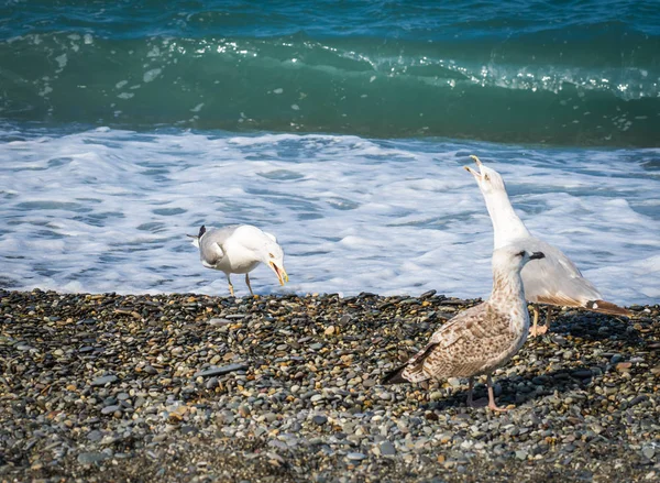 Üzerinde plaj, Karadeniz, Sochi, Rusya yürüme martılar