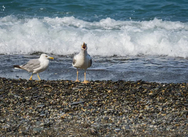 Üzerinde plaj, Karadeniz, Sochi, Rusya yürüme martılar